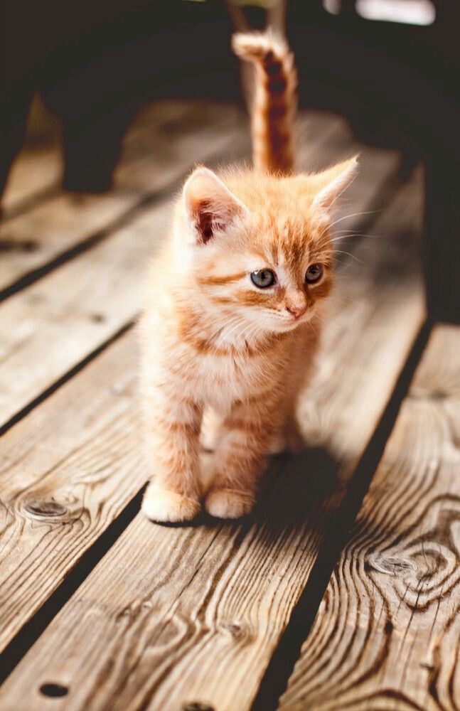 =^.^=
